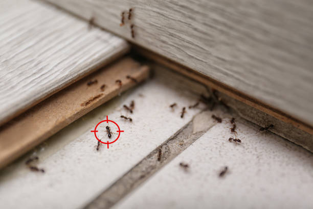 Best Best Pest Control Companies  in South Lake Tahoe, CA