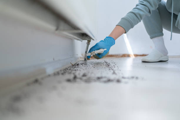 Best Wasp Removal Services  in South Lake Tahoe, CA